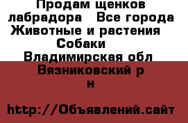 Продам щенков лабрадора - Все города Животные и растения » Собаки   . Владимирская обл.,Вязниковский р-н